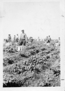 Photograph of Filipino farm workers in the field