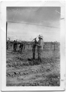 Photograph of Filipino farm workers clipping grape vines