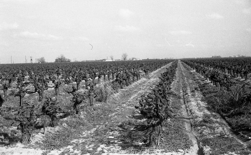 Farm Labor Camp Historical Research Center CSU Bakersfield